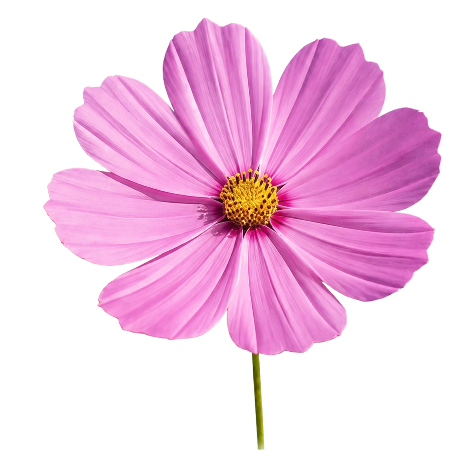 Flower with transparent background